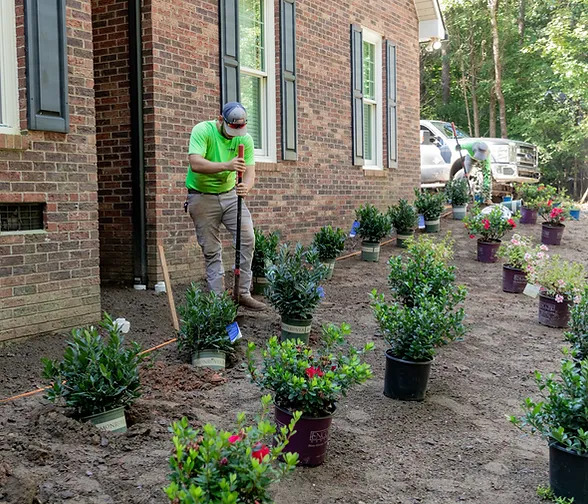 How to Select the Ideal Plants for Your Garden: Tips and Advice